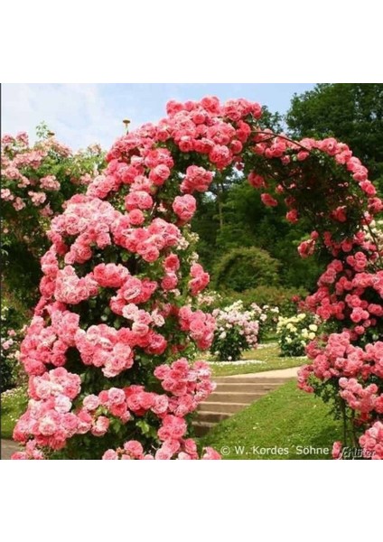 Tüplü Aşılı Kokulu Yediveren Pembe Rosarium Uetersen Sarmaşık Gül Fidanı