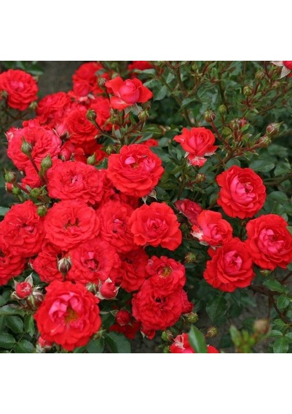 Tüplü Yer Örtücü Soğuklara Dayanıklı Zwergenfee Yediveren Gül Fidanı