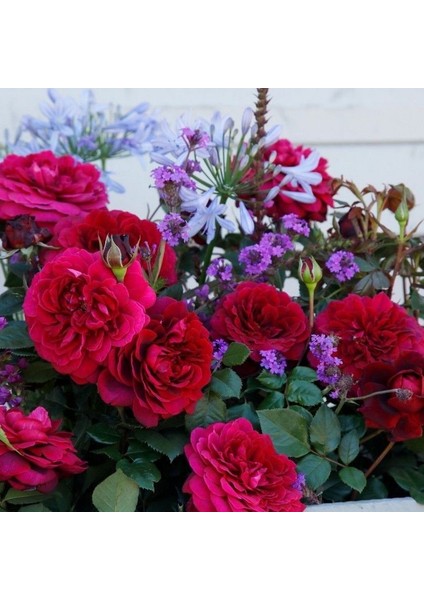 Tüplü Yediveren Kordes Bellevue Yoğun Kokulu Gül Fidanı