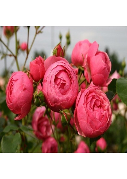 Tüplü Çok Goncalı Özel Kokulu Pomponella Pembe Yediveren Kokulu Gül Fidanı