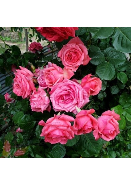 Tüplü Yediveren Sophia Soğuklara Dayanıklı Gül Fidanı