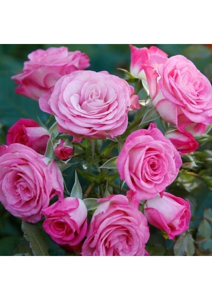 Tüplü Katmerli Kokulu Kordes Rosen Xenia Yediveren Soğuklara Dayanıklı Gül Fidanı