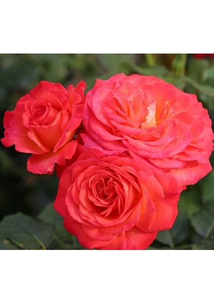 Tüplü Vulcano Yediveren Çok Goncalı Masal Gülü Fidanı