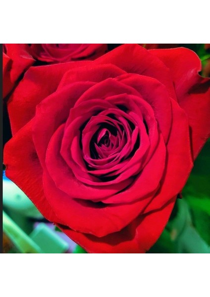 Tüplü Yediveren Schakira Soğuklara Dayanıklı Gül Fidanı