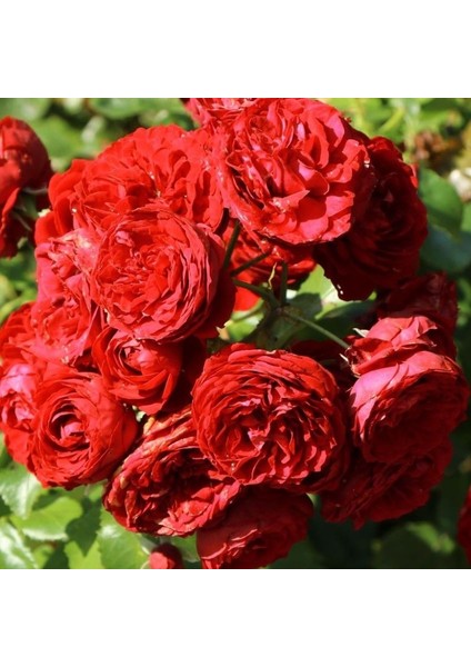 Tüplü Katmerli Kordes Rotkappchen Yediveren Kırmızı Gül Fidanı