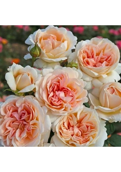 Koleksiyonluk Tüplü Kök Grob Herzogin Luise Yoğun Kokulu Yediveren Gül Fidanı