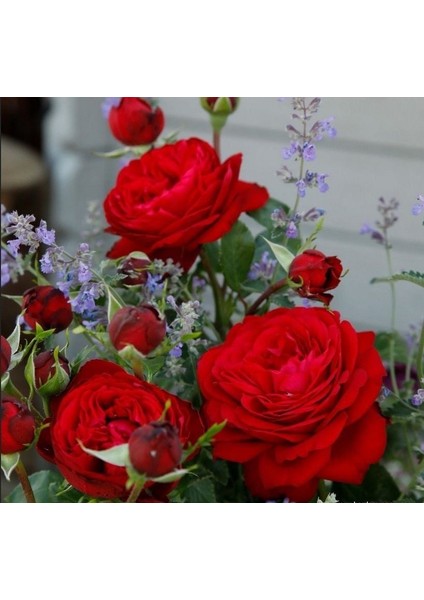 Tüplü Katmerli Soğuklara Dayanıklı Yediveren Çok Goncalı Tiamo Gül Fidanı