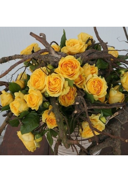 Tüplü Aşılı Yediveren Katmerli Koyu Sarı Lemon Pompon Gül Fidanı