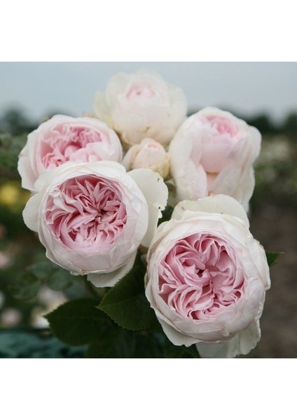 Tüplü Koleksiyonluk Yediveren Yoğun Kokulu Herzogin Christia Fidanı