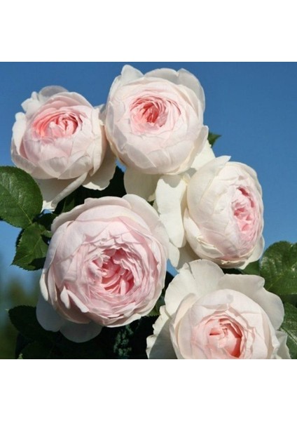 Tüplü Koleksiyonluk Yediveren Yoğun Kokulu Herzogin Christia Fidanı fiyatları