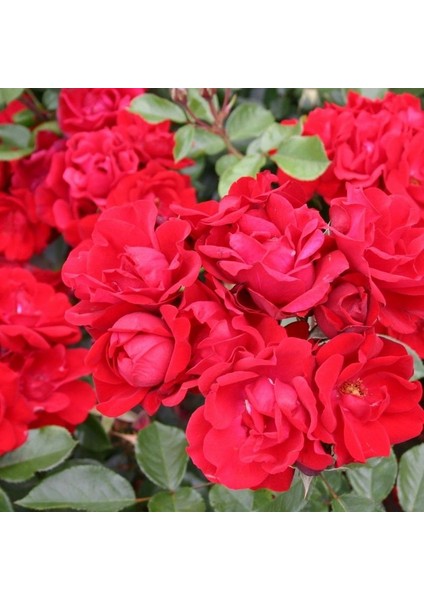 Tüplü Soğuklara Dayanıklı Çok Goncalı Andalusienn Yediveren Gül Fidanı