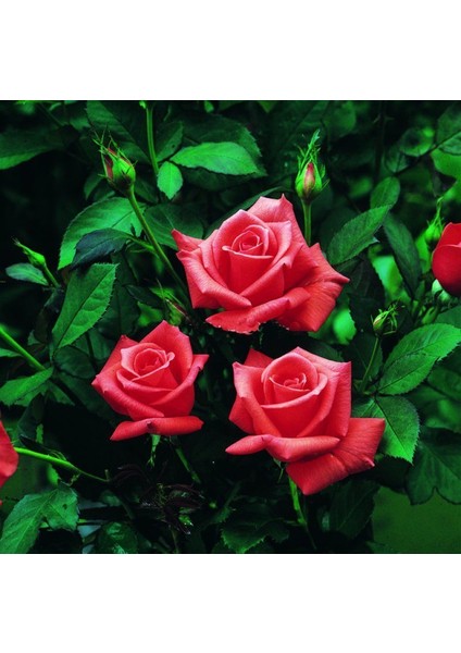 Tüplü Kordes Lady Rose Kokulu Gül Fidanı