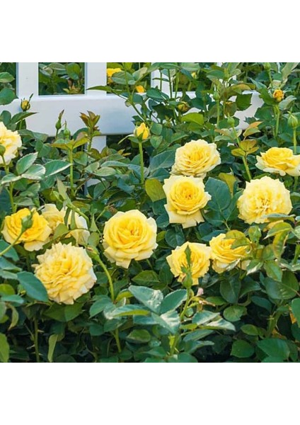 Tüplü Soğuklara Dayanıklı Çok Goncalı Casablanca Sarı Yediveren Gül Fidanı