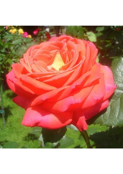 Tüplü Koleksiyonluk Yediveren Königin Der Rosen Kokulu Gül Fidanı