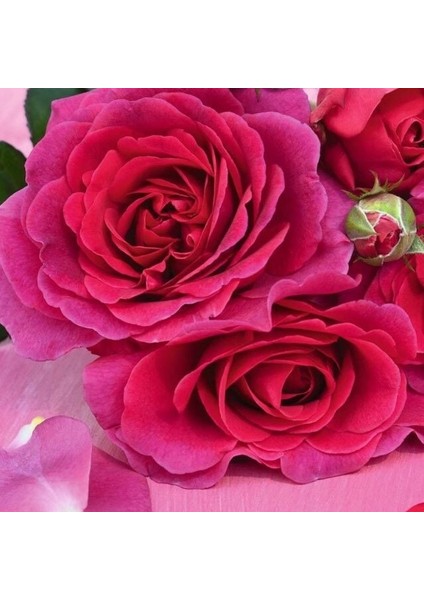 Tüplü Yediveren Koyu Mor Eliza Yoğun Kokulu Gül Fidanı (3-4 Yaş)