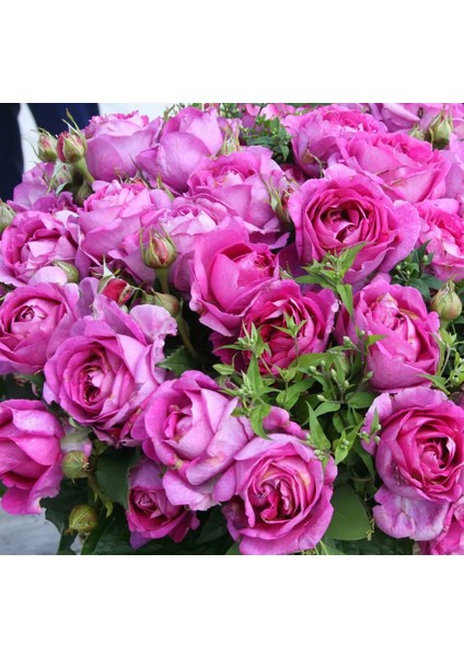 Tüplü Yediveren Carmen Wurth Yoğun Kokulu Yediveren Mor Gül Fidanı