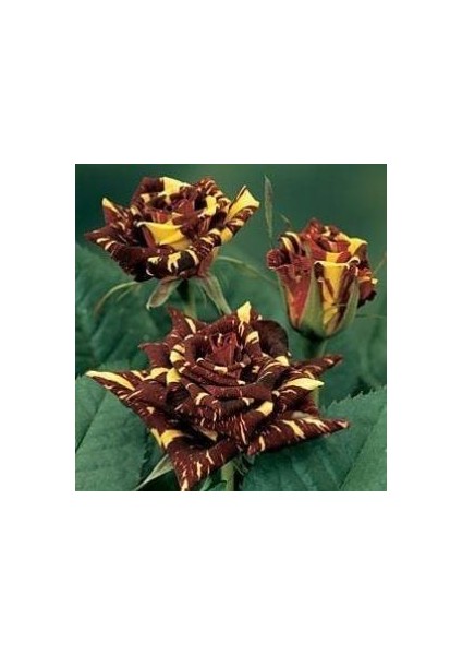 Tüplü Yediveren Sihirbaz(Abrakadabra) Gül Fidanı