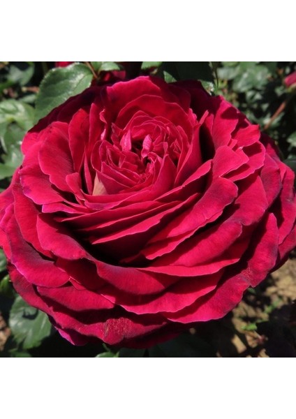 Tüplü Yediveren Kokulu E mma Gül Fidanı