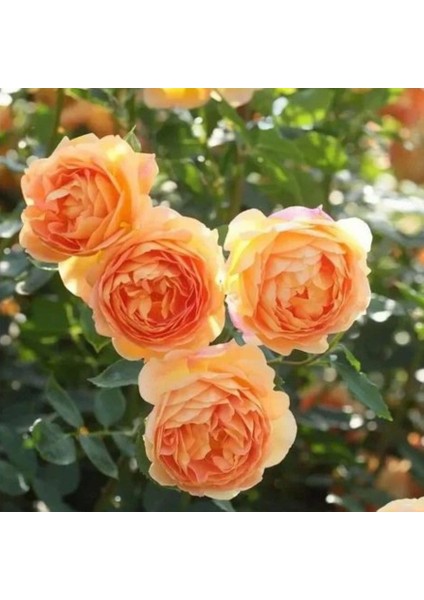 Tüplü Yediveren Kokulu Kayısı Tonlarında Aloha Rose Sarmaşık Gül Fidan fiyatları