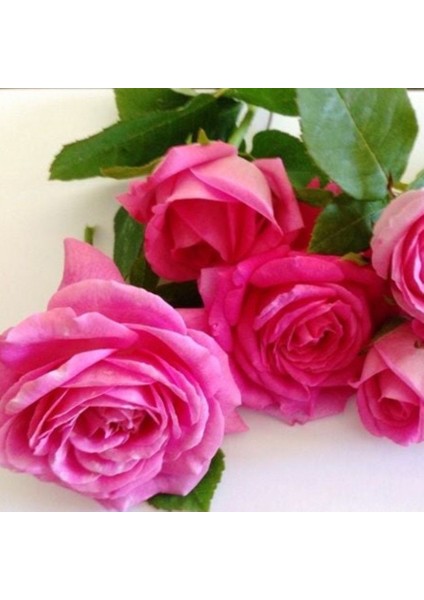 Tüplü Yediveren Kokulu Reçellik Isparta Gül 3-4 Yaş (100-150 cm) Fidanı