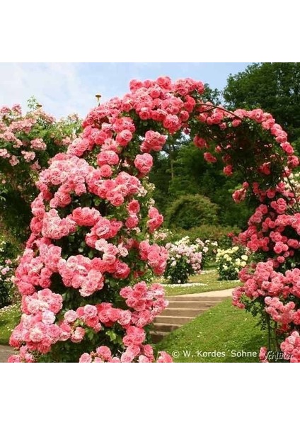 Tüplü Aşılı Kokulu Yediveren Pembe Rosarium Uetersen Sarmaşık Gül Fidanı