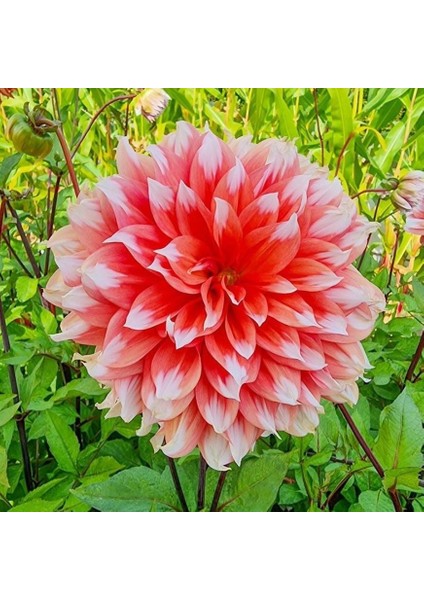 Holland Festival Dahlia Yumrusu (1 Adet)