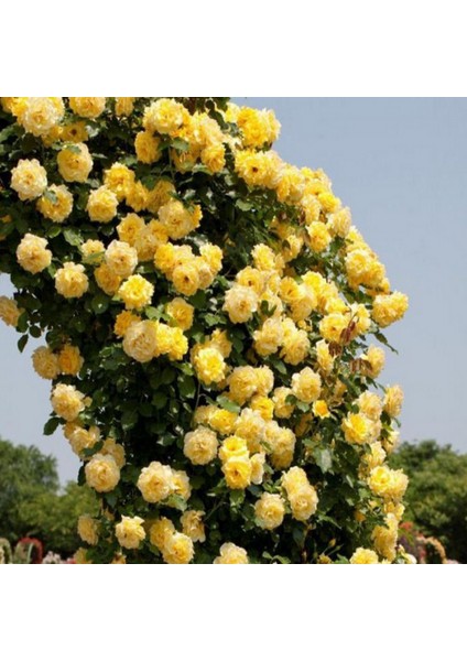 Tüplü Yediveren Golden Gate Sarı Kokulu Sarmaşık Gül Fidanı (120-160 Cm)