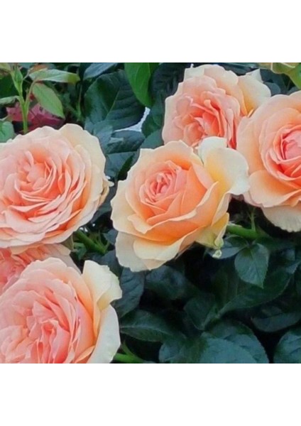 Tüplü Koleksiyonluk Kokulu Lynda Yediveren Gül Fidanı