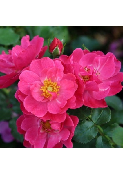 Tüplü Koleksiyonluk Yediveren Hot Line Yer Örtücü Persica Gül Fidanı