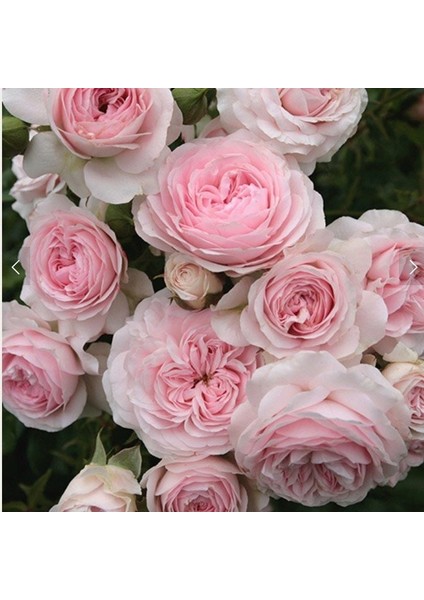 Tüplü Koleksiyonluk Kordes Larissa Fc Yediveren Gül Fidanı