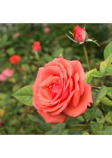 Tüplü Koleksiyonluk Yediveren Harmonie Yoğun Kokulu Gül Fidanı