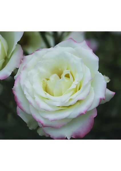 Tüplü Çift Renk Yediveren Zelal Kokulu Gül Fidanı