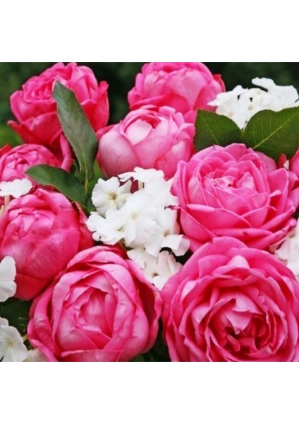 Tüplü Kordes Mon Petit Chou Yediveren Kokulu Gül Fidanı