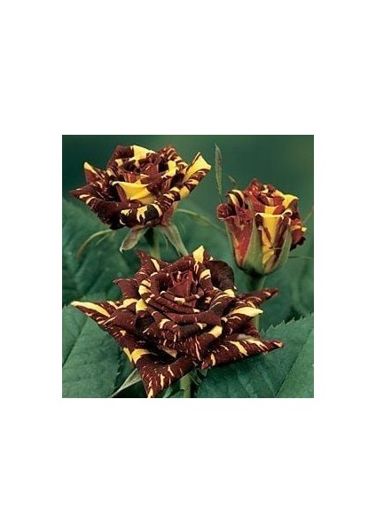 Tüplü Yediveren Sihirbaz(Abrakadabra) Gül Fidanı (3-4 Yaş)