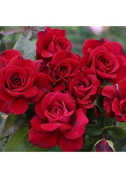 Tüplü Yediveren Kordes Bellevue Yoğun Kokulu Gül Fidanı fiyatları