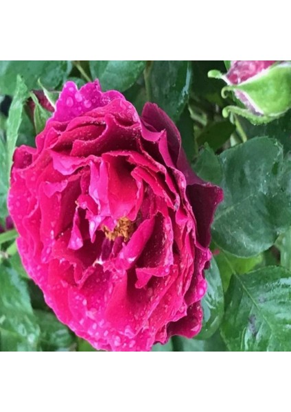 Tüplü Yediveren Nazende Yoğun Kokulu Koyu Mor Sarmaşık Gül Fidanı (120-160 Cm)