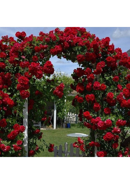 Tüplü Kokulu Kırmızı Renk Red Beauty Yediveren Sarmaşık Gül Fidanı 5 Yaş (120-160 Cm)