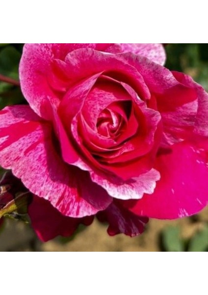 Tüplü Nadir Fleurette Sarmaşık Kordes Yediveren Sarmaşık Gül Fidanı