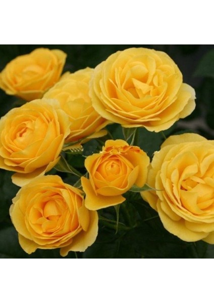 Tüplü Kordes Rosen Katmerli Sunbeam Sarı Renkli Yediveren Gül Fidanı