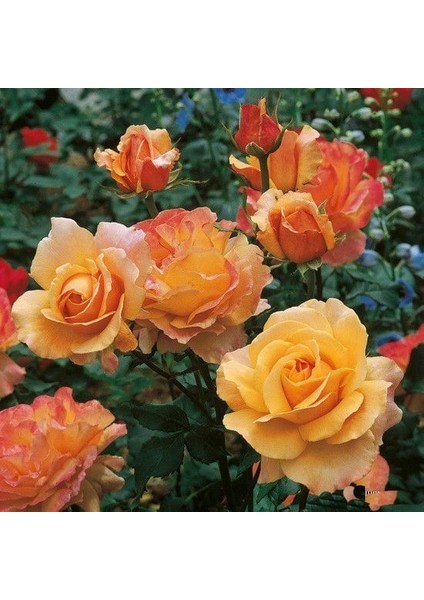 Tüplü Yediveren Yoğun Parfüm Kokulu Lolita Gül Fidanı