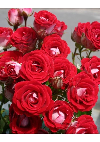 Tüplü Nadir Kokulu Rose Schöne Koblenzerin Yediveren Gül Fidanı