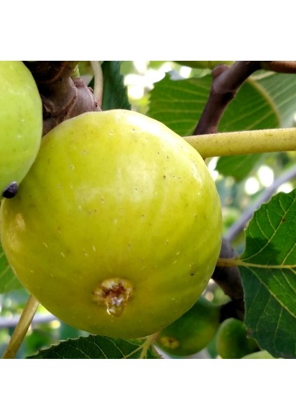 Aydın Sarı Lop Incir Fidanı Tüplü