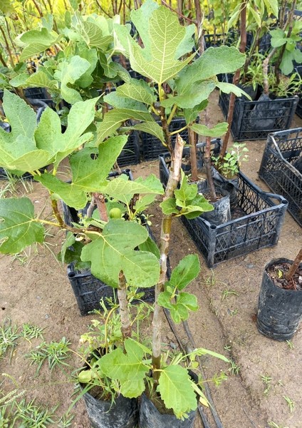 Aydın Sarı Lop Incir Fidanı Tüplü fırsatları