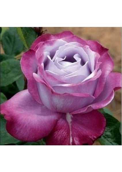 Tüplü Kokulu Blue River Yediveren Mor Gül Fidanı