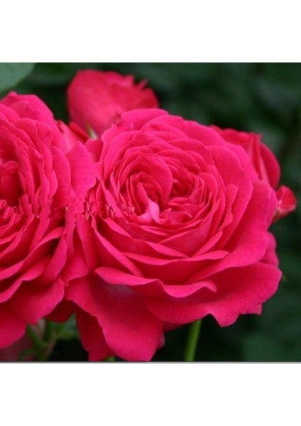 Tüplü Yediveren Esmeralda Fc Goncalı Gül Fidanı