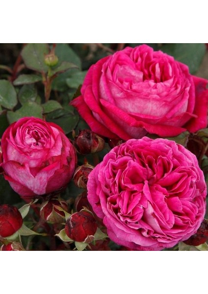 Tüplü Yediveren Parfüm Kokulu Freifrau Caroline Gül Fidanı