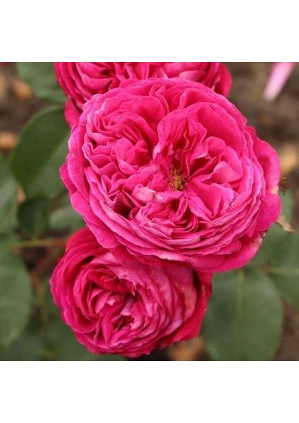 Tüplü Yediveren Parfüm Kokulu Freifrau Caroline Gül Fidanı fiyatları