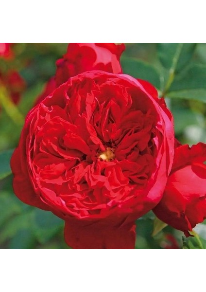 Tüplü Florentina Sarmaşık Kordes Yediveren Sarmaşık Gül Fidanı