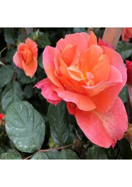 Tüplü Nadir Kokulu Yediveren Yavruağzı Sarmaşık Gül Fidanı