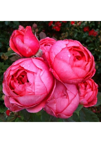 Tüplü Gartenprinzessin Marie Jose Yediveren Yoğun Kokulu Parfüm Gül Fidanı